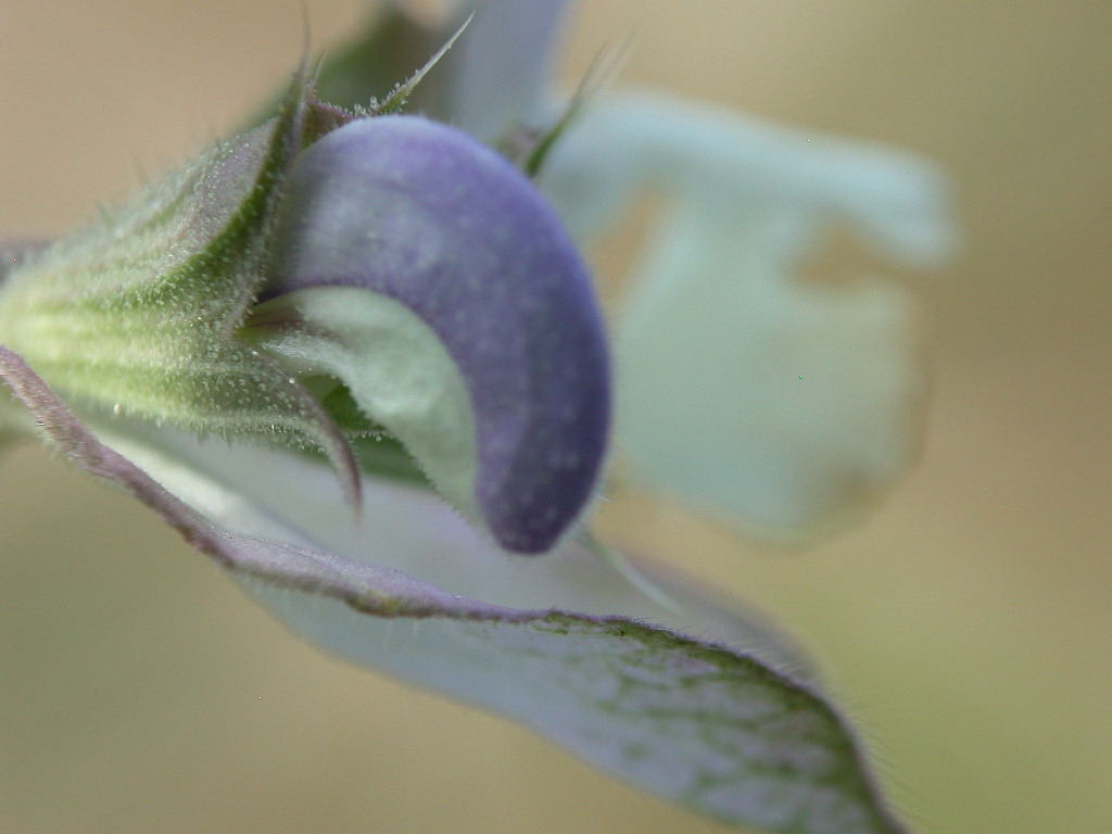 Salvia sclarea / Salvia moscatella